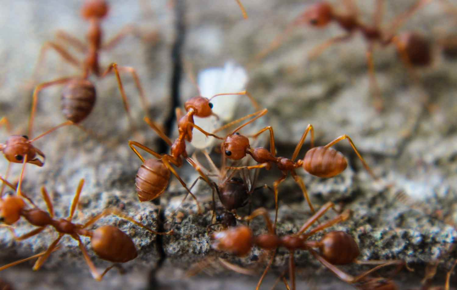 Red Fire Ants